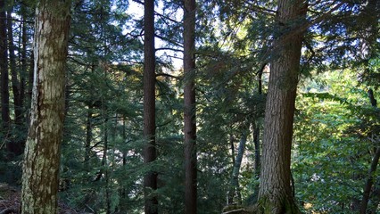 Fototapeta premium Fall Trails