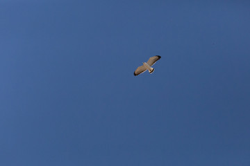 Flying Red-Backed Hawk (Aguilucho Común. Busardo Dorsirrojo). Latin Name Geranoaetus Polyosoma. Tongoy Chile