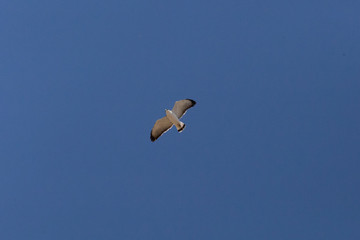 Flying Red-Backed Hawk (Aguilucho Común. Busardo Dorsirrojo). Latin Name Geranoaetus Polyosoma. Tongoy Chile