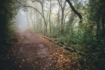 Obraz premium road in the forest