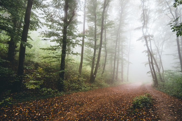 road in the forest