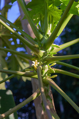 Obraz premium Papapya flower in Chiang Mai, Thailand