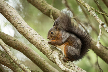 Naklejka na ściany i meble Europäisches Eichhörnchen (Sciurus vulgaris) im Fellwechsel, sitzt zwischen Ästen und frisst