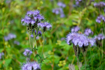 Bienenfreund (Phacelia)