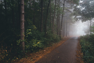 road in forest