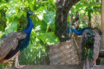 Naklejka premium pavo real