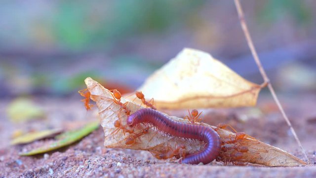 Ants insect bitting and carrying millipede on dry leaf tree to food on blurred background, show teamwork and power of team