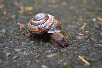 snail