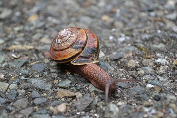 snail on stone