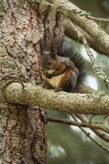 Europäisches Eichhörnchen (Sciurus vulgaris) im Fellwechsel, sitzt auf einem Ast