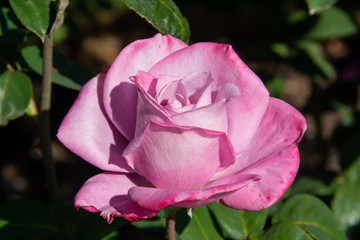 Fototapeta premium Light Purple Paradise Rose