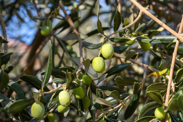 Olives on Olive Tree
