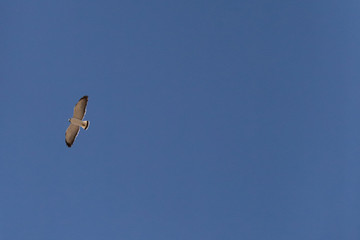 Flying Red-Backed Hawk (Aguilucho Común. Busardo Dorsirrojo). Latin Name Geranoaetus Polyosoma. Tongoy Chile