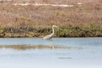 A Cocoi Heron (Garza Cuca) Latin Name  Ardea Cocoi on a Wetland. Tongoy. Chile