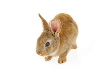 grey rabbit on a white background