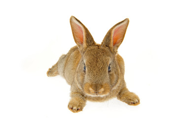 grey rabbit on a white background