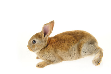 grey rabbit on a white background