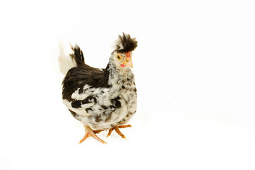 Chicken, chicken wing on a white background
