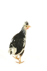 Chicken, chicken wing on a white background