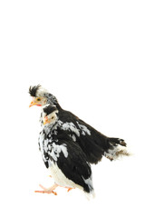 Chicken, chicken wing on a white background