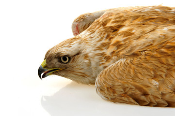 The eagle head features on a white background