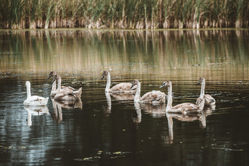 flock of swans
