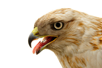 The eagle head features on a white background
