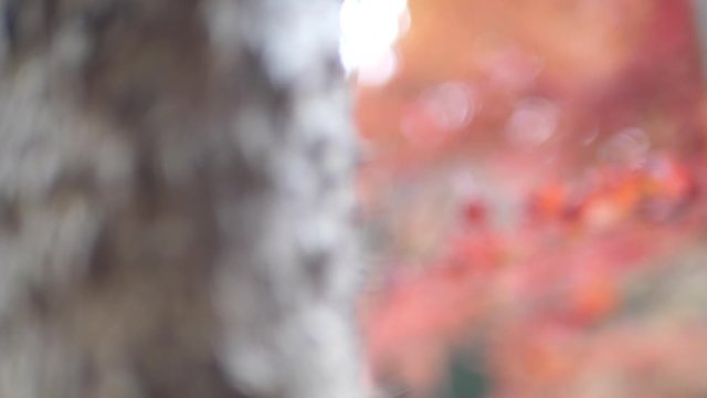 autumn leaves in japan