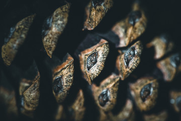 Pinecone
