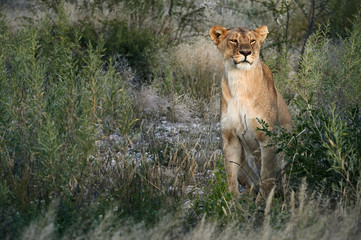 Lioness, Panthera leo, sitting in the grass.