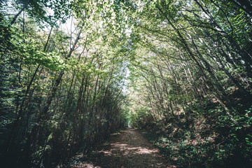 path in the forest