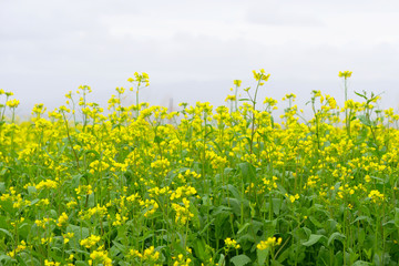 Rape flower field and cloudy sky in Qinghai Province China