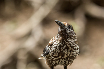 Europäischer Tannenhäher (Nucifraga caryocatactes caryocatactes)