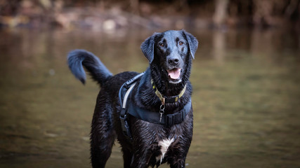 Labrador Retriever