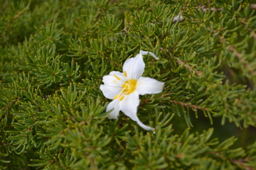 white flowers in pine