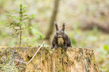 Europäisches Eichhörnchen (Sciurus vulgaris) auf einem Baumstumpf