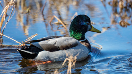 Mallard
