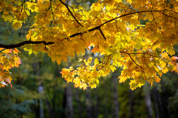Naklejka na ściany i meble yellow maple leaves in autumn