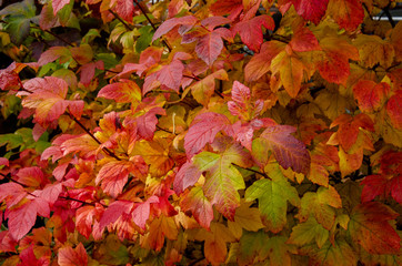 colorful autumn leaves