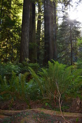 morning in the forest