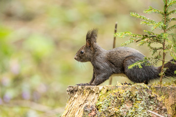 Europäisches Eichhörnchen (Sciurus vulgaris) auf einem Baumstumpf