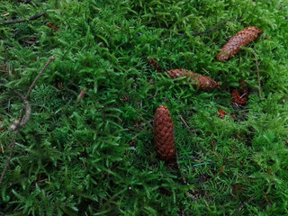 Fallen spruce cones in the moss in the forest.