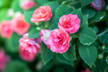 The background image of the colorful flowers