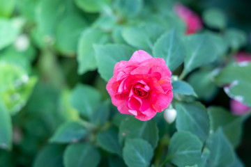 The background image of the colorful flowers