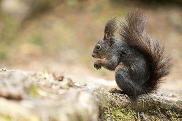 Naklejka na ściany i meble Europäisches Eichhörnchen (Sciurus vulgaris), sitzt auf einer Wurzel