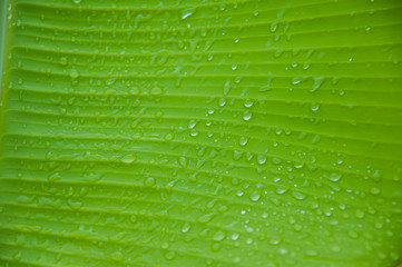 Water droplets falling in the green banana leaves with details