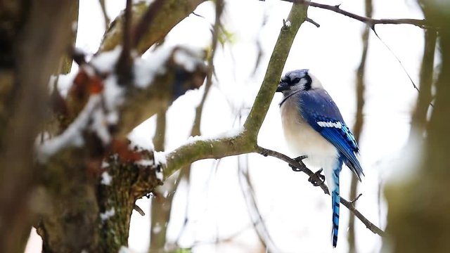 Closeup of one blue jay Cyanocitta cristata bird perched in slow motion on tree branch during winter snow in Virginia with snowflakes falling
