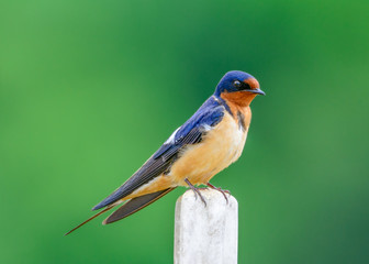American Barn Swallow - Hirundo rustica