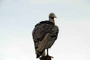 Vulture closeup isolated