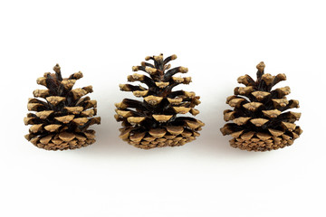 3 pine cones lined side view on white background
